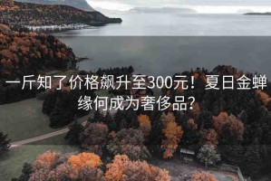 一斤知了價(jià)格飆升至300元！夏日金蟬緣何成為奢侈品？