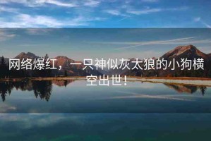網(wǎng)絡(luò)爆紅，一只神似灰太狼的小狗橫空出世！