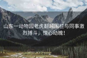 山東一動(dòng)物園老虎翻越圍欄與同事激烈搏斗，驚心動(dòng)魄！
