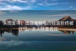 失而復(fù)得！出逃寵物龜歷經(jīng)波折終被找回，主人欣喜若狂