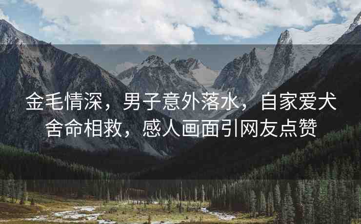 金毛情深，男子意外落水，自家愛犬舍命相救，感人畫面引網(wǎng)友點贊